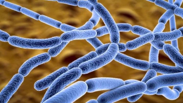 Respiratory contact of anthrax is often fatal - GETTY IMAGES - GETTY IMAGES