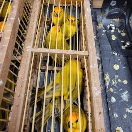 Pássaros da espécie canários-da-terra foram encontrados em estado de maus tratos e um deles estava morto, segundo a PF