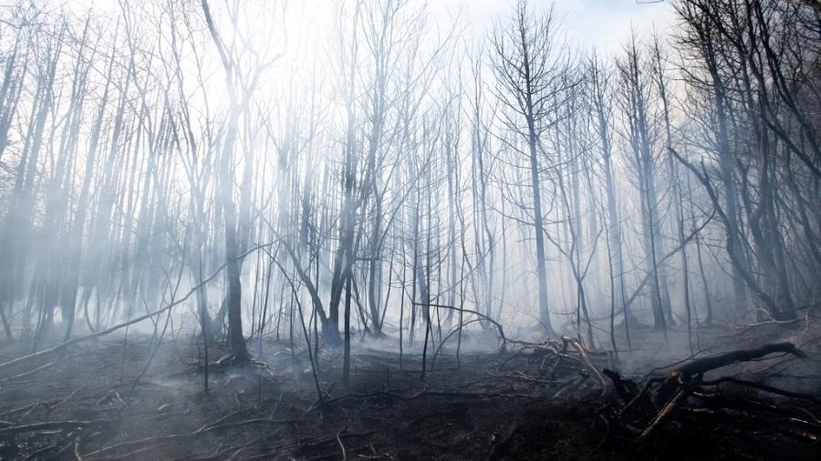 23.abr.2025 - Fumaça sobe de vegetação durante incêndio florestal em Nova Jersey 23.abr.2025 - Fumaça sobe de vegetação durante incêndio florestal em Nova Jersey