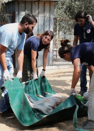 Membros da ONG "Four Paws" carregam animal sedado no zoológico de Khan Yunis, na faixa de Gaza - Said Khatib/AFP