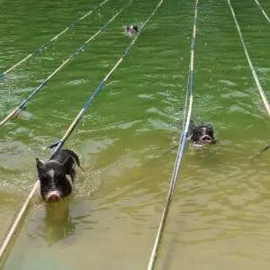 Cão viraliza após vídeo mostrando habilidade em jogos de tabuleiro, Comportamento