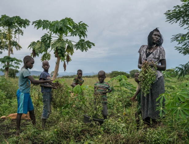Queen Chandia, refugiada do Sudão do Sul que cuida de 22 crianças, colhe amendoins em terras que lhe foram emprestadas por moradores locais, em um assentamento de refugiados em Oliji, Uganda - Nichole Sobecki/The New York Times