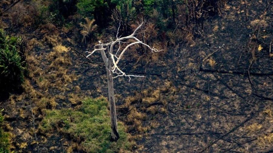 A fumaça e as chamas cobriram milhares de hectares de floresta tropical - Getty Images