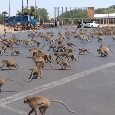 Macacos brigam por comida na Tailândia - Reprodução/Twitter