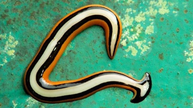 There are two types of planaria: some reproduce sexually and some asexually - Getty Images - Getty Images