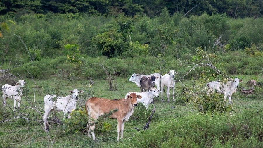 Bois pastam na fazenda Lagoa do Triunfo, da Agro SB. Propriedade tem área embargada pelo Ibama