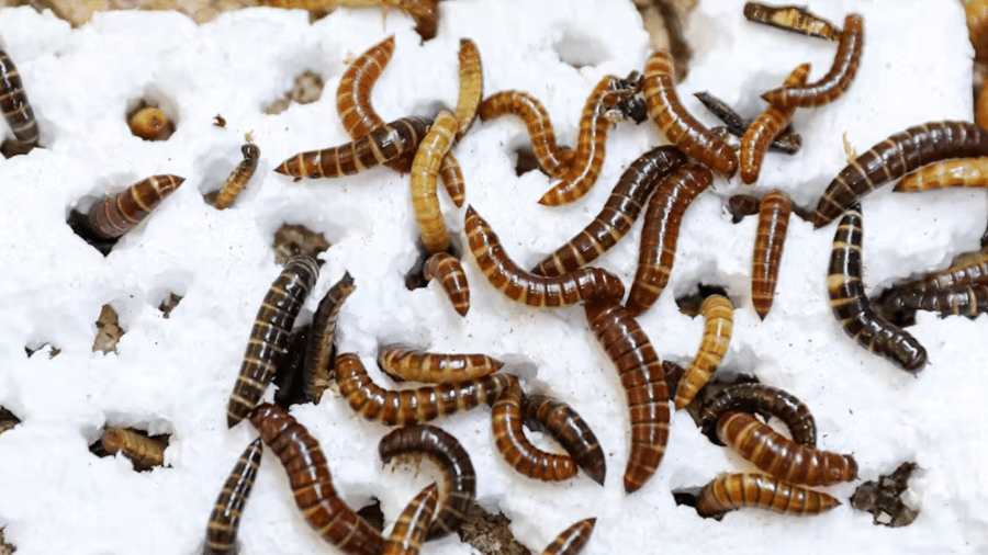 A capacidade da larva-da-farinha queniana de consumir poliestireno sugere que esta poderia desempenhar um papel na redução natural de resíduos, especialmente para tipos de plástico que são resistentes aos métodos convencionais de reciclagem