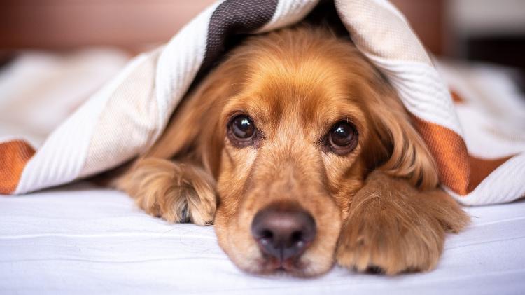 Cães da raça Cocker Spaniel se tornam idosos com 11,7 anos, segundo estudo