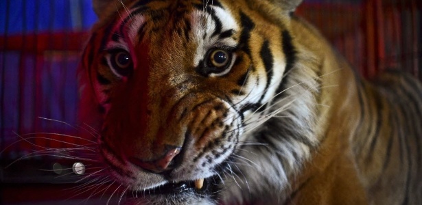 Tigre é visto no circo "Hermanos Cadeno" em Chimalhuacan, México. A foto é de 07 de julho de 2015 - Ronaldo Schemidt/AFP