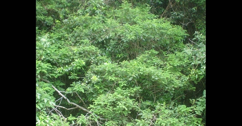 Monjoleiro - Dotada de copa baixa e densa. Sua altura varia entre 15 e 20 metros. Seu tronco possui diâmetro de 40 a 60 cm. Ocorre naturalmente da região Amazônica e em outras florestas brasileiras. Tem madeira moderadamente pesada e mole.  ÁRVORE PIONEIRA: de crescimento rápido. Possui boa capacidade de absorção de CO2 nos primeiros anos de vida. Contudo, por ser pioneira, não cresce muito e morre cedo, fazendo com que seu potencial para estocar carbono seja limitado no tempo - Reprodução/ibflorestas.org.br