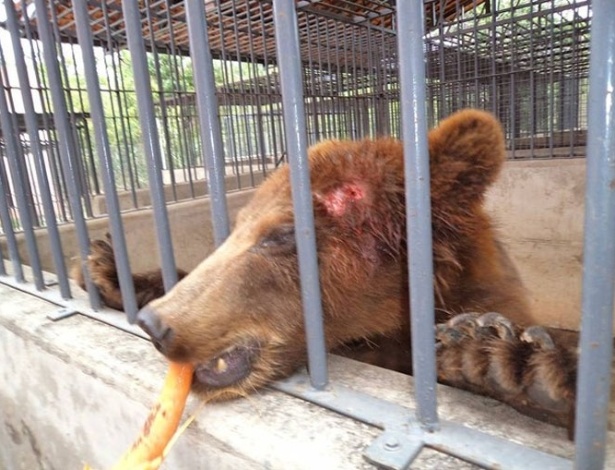 Urso pardo com cabeça ferida não estaria recebendo tratamento veterinário adequado para cicatrização - Dilvulgação/OAB Piauí