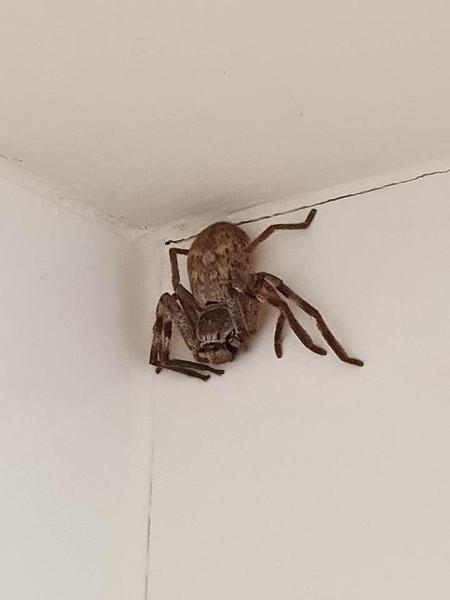 Aranha gigante não oferece risco aos humanos, mas pode assustar - Reprodução/Facebook