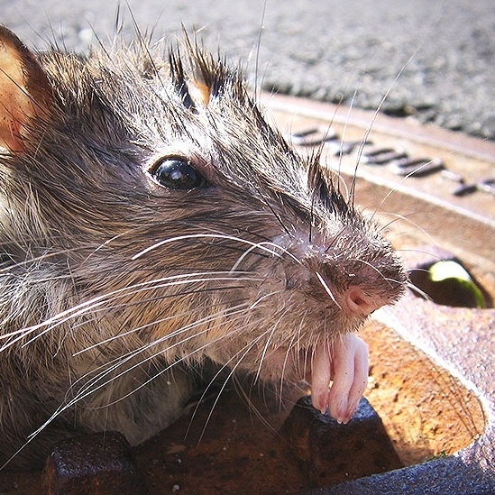 Invasão dos ratos gigantes