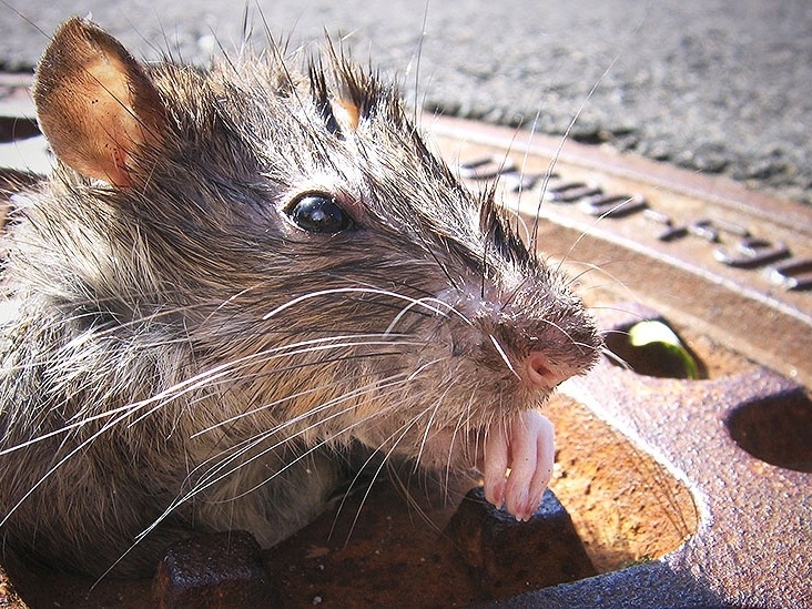 Nova York está cheia de Ratos #ratosemnovayork #curiosidades #foryou