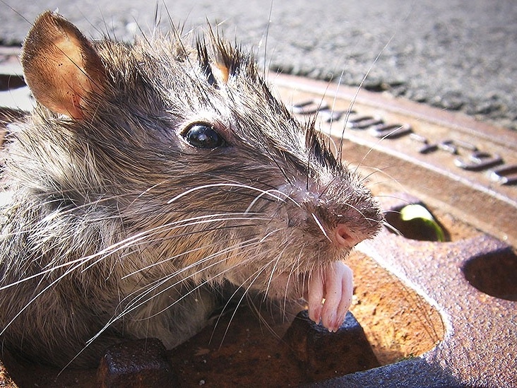 Rato gigante em mercado de Nova York surpreende internautas e vídeo  viraliza, Curiosidades