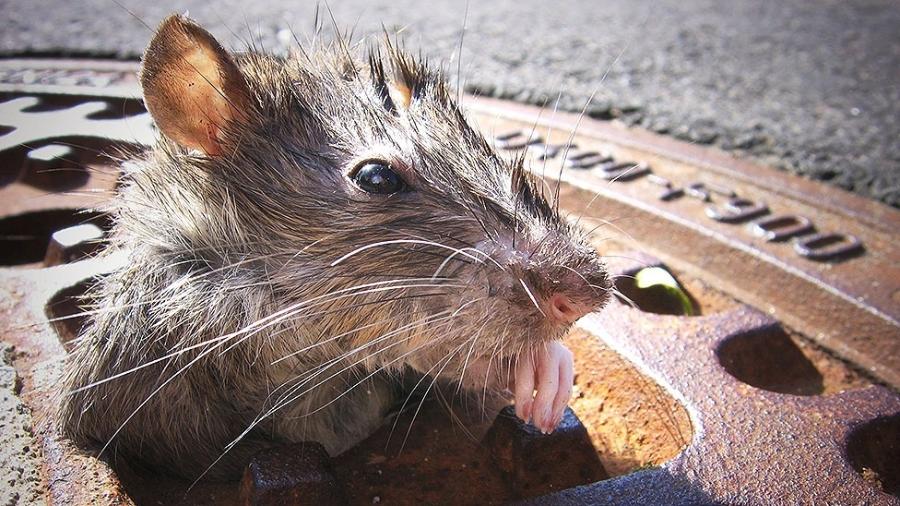 Nova York rato gigante é visto em loja 