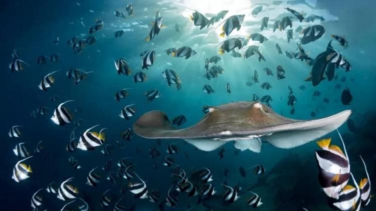 stingray at sunset - ANDY SCHMID / NATURE TTL - ANDY SCHMID / NATURE TTL