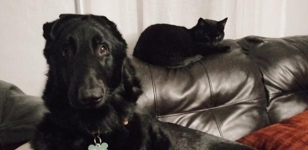 The cat becomes a “guide” for the blind dog and leads him with a meow around the house