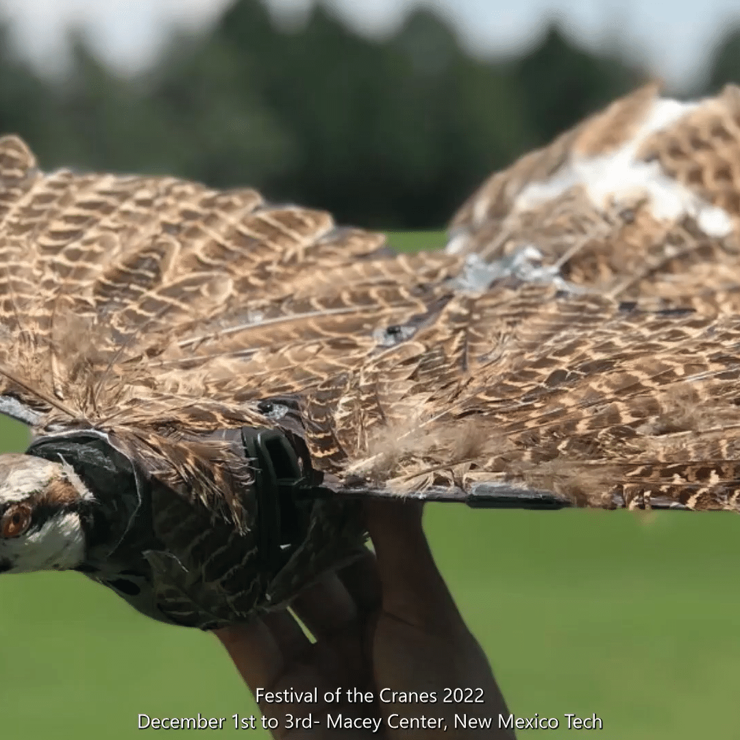 Red sales bird drone