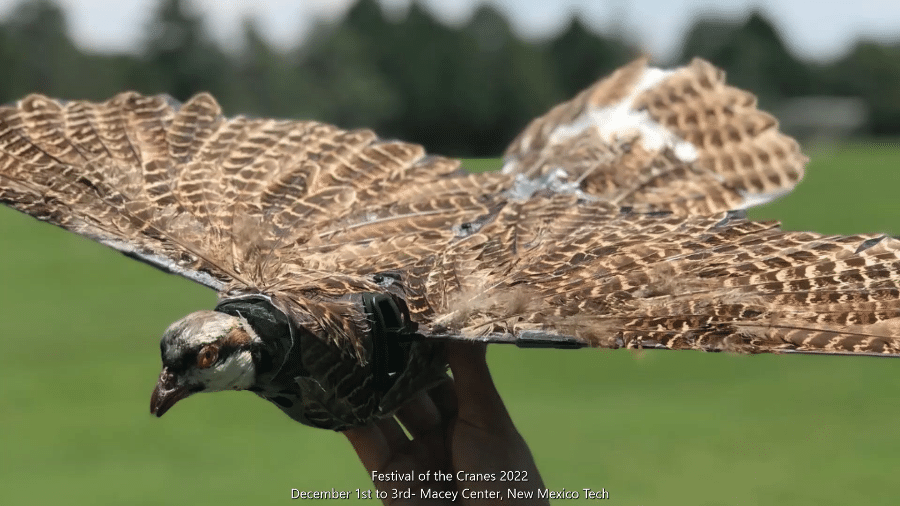 Drone feito com carcaça de pássaro imita bater de asas - Reprodução/YouTube