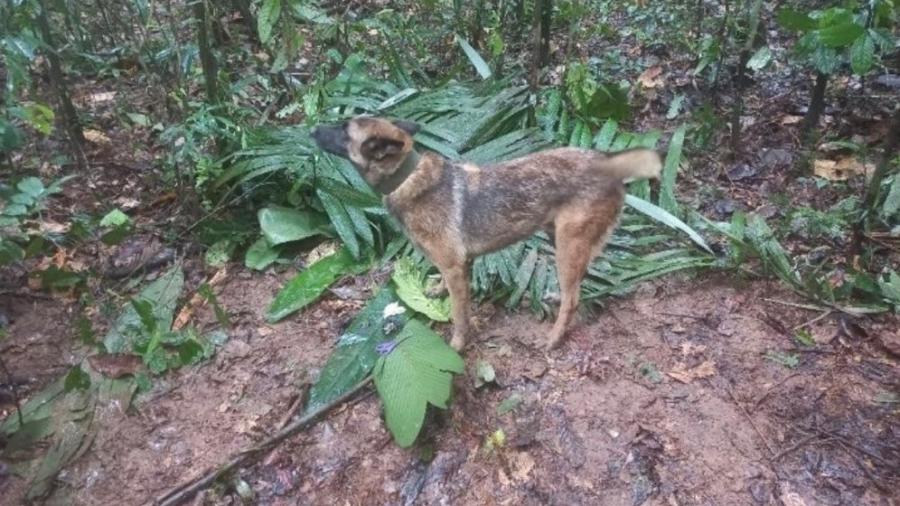 Cão Wilson ajudou a encontrar crianças na selva da Colômbia e se perdeu; buscas continuam - Reproduçã/Redes sociais