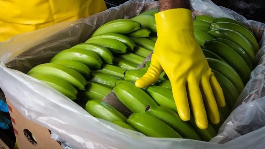 Bananas são alvo do narcotráfico
