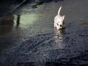 Tempestade Bert deixa ao menos cinco mortos no Reino Unido; veja imagens