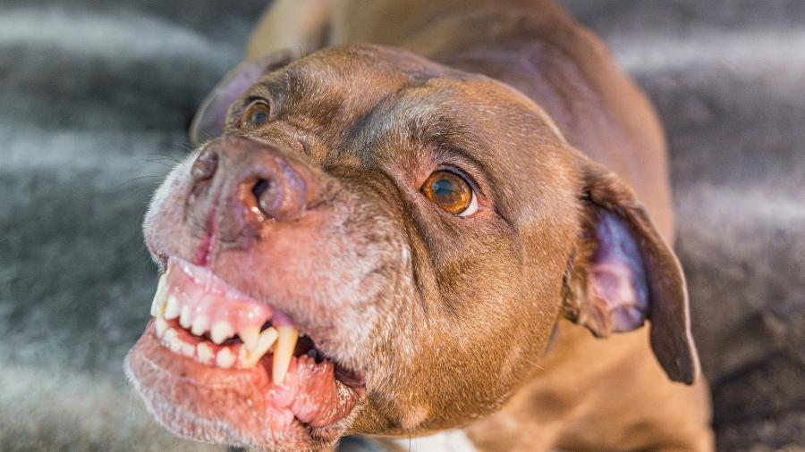 juiz-rejeitou-a-tese-de-culpa-exclusiva-da-vitima-e-disse-que-o-proprio-reu-reconheceu-que-o-animal-escapou-1788998646285_v2_900x506 Justiça condena tutor de pitbull por ataque a cão de idosa; indenização chega a R$ 5 mil