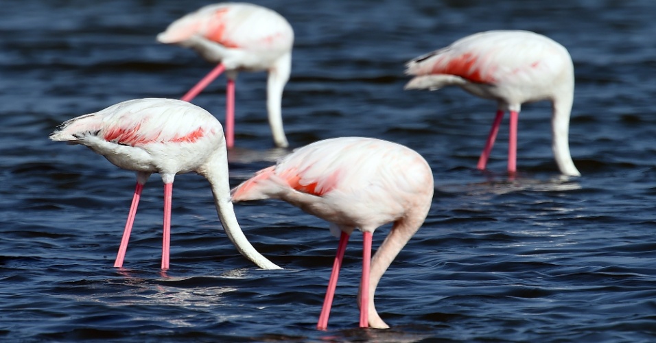 1º.set.2015 - Flamingos se alimentam nas águas em Carnon, na França