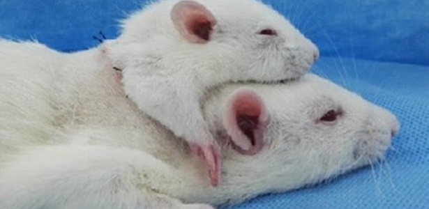 Rato de duas cabeças foi criado em experimento relatado em revista científica - Divulgação