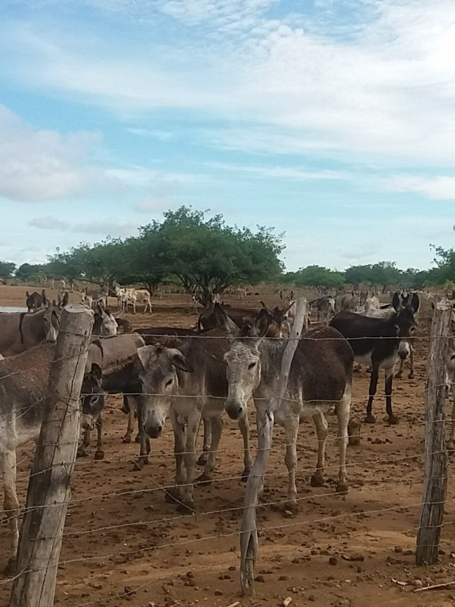 Burros que seriam abatidos em frigorífico de MG morrem após