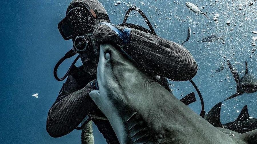 Mergulhador pressiona tubarão para retirar sua mão, que estava protegida - Reprodução/ Instagram/ Tanner Mansell @tannerunderwater