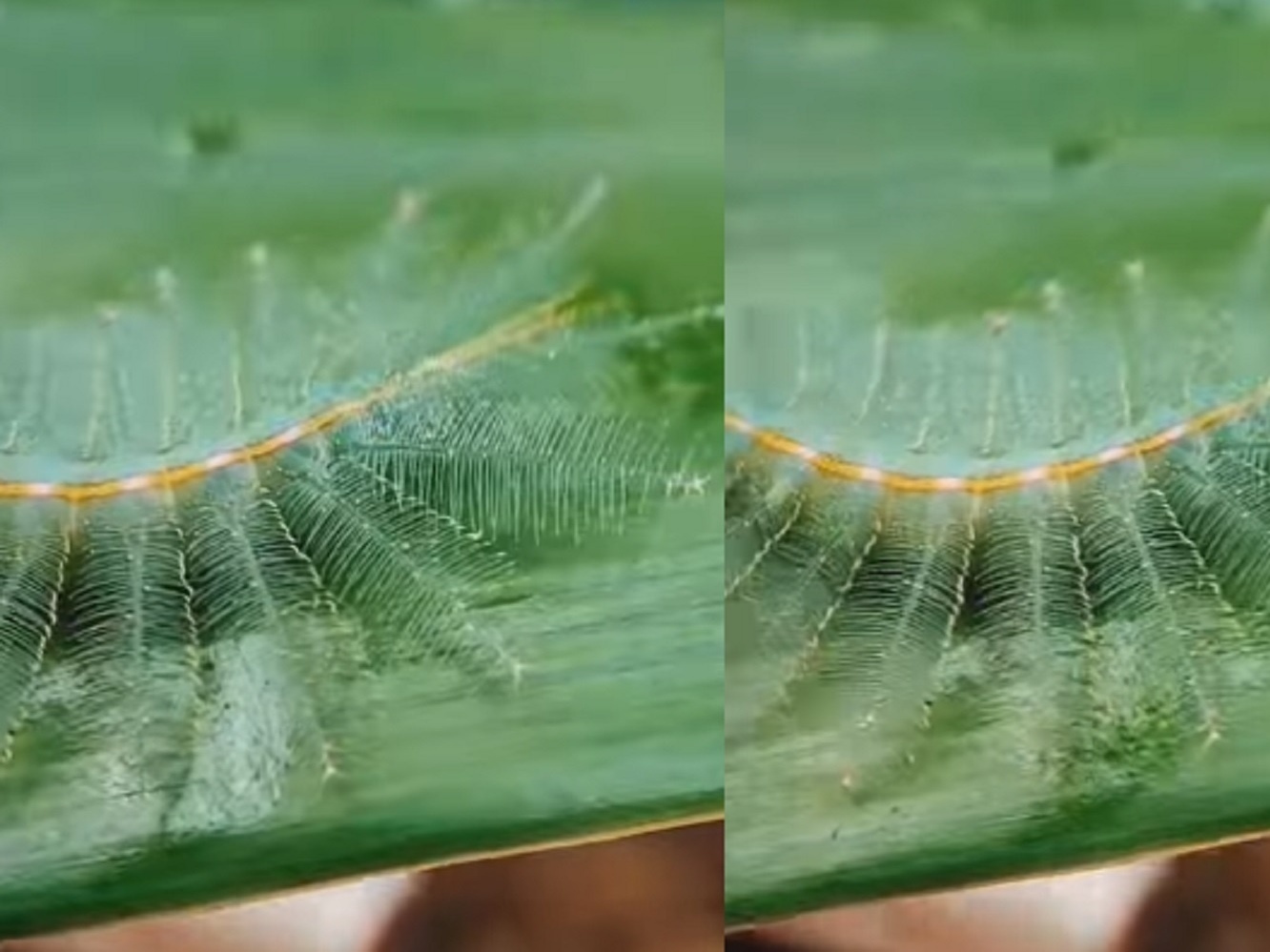 O bicho que parece uma planta e é bem mais comum do que você imagina