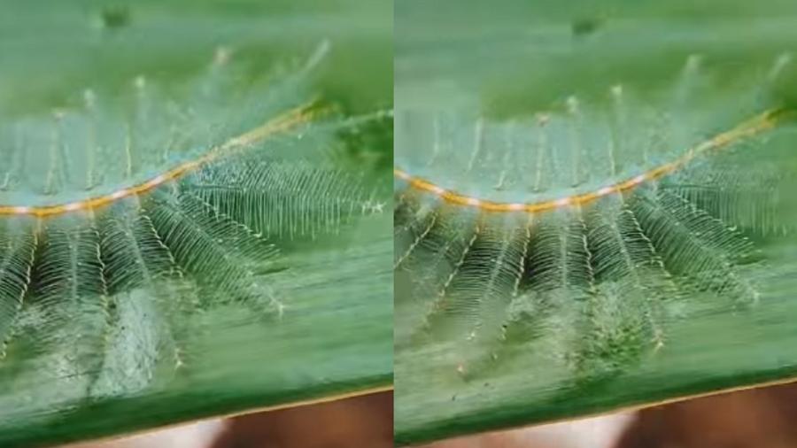 O bicho é conhecido como lagarta-barão-comum e é frequente na Índia e no sudeste asiático - Reprodução/Instagram