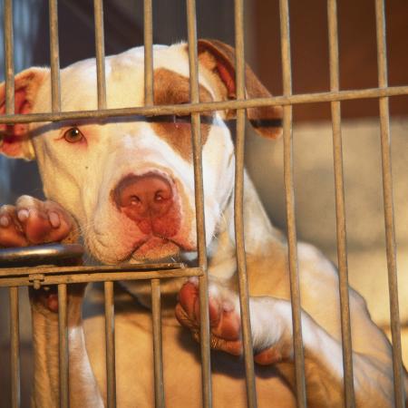 Animais foram levados pelo centro de controle de animais do condado, de acordo com reportagem do The New York Post - Aaron Horowitz/Getty Images