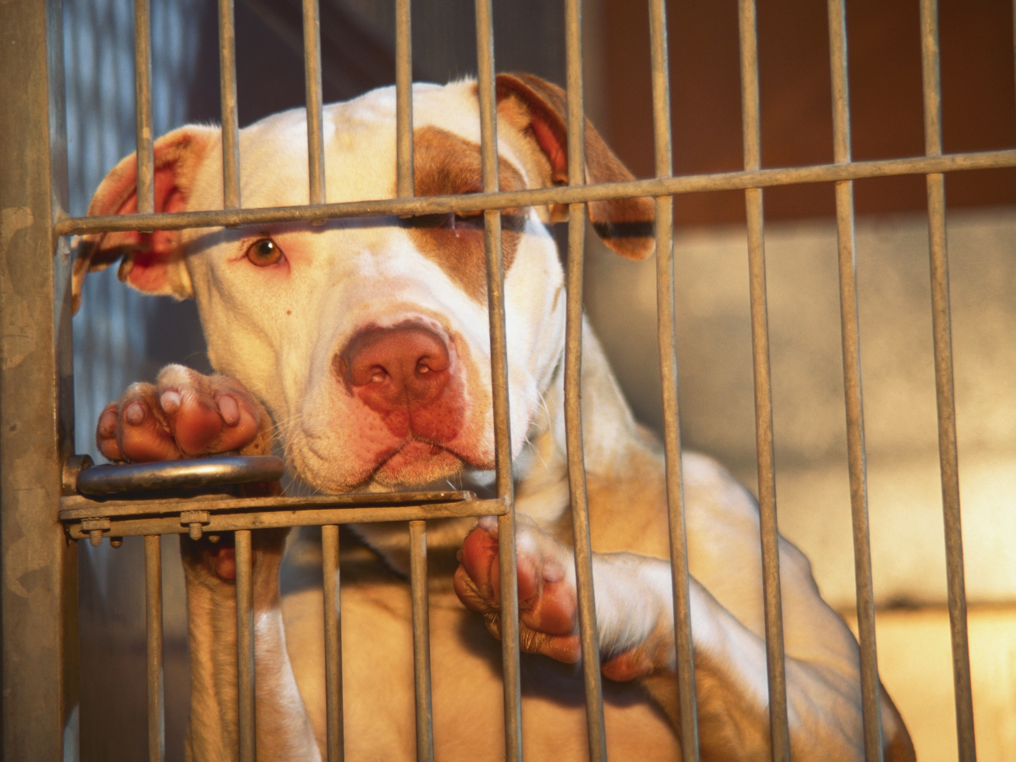 Lei de MG libera adoção de pit bulls e torna focinheiras obrigatórias