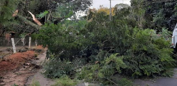 Ventos fortes derrubaram árvore em Porto Alegre na tarde de ontem