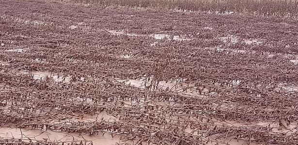 Seguro rural sofre cortes, é criticado e segue frustrando produtores