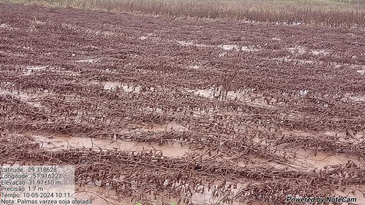 Produção de soja "acamada", com plantas caídas e danificadas, em Arroio do Meio, RS