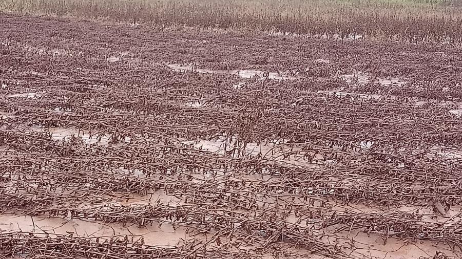 Produção de soja "acamada", com plantas caídas e danificadas, em Arroio do Meio, RS, em 2024 Produção de soja "acamada", com plantas caídas e danificadas, em Arroio do Meio, RS, em 2024