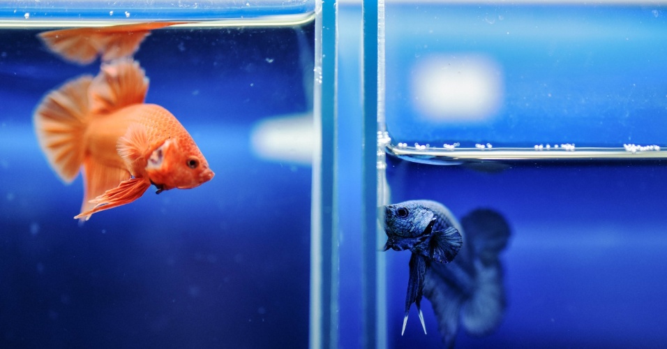 19.nov.2015 - Peixes são exibidos durante a exposição "Mascotes na Terra das Maravilhas", em Bancoc, na Tailândia 