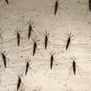 O mosquito Aedes Aegypti é transmissor do zika - Moacyr Lopes Júnior/Folhapress