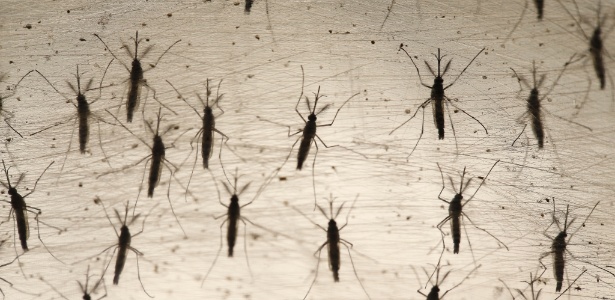Mosquitos Aedes Aegypti, responsável pela transmissão de dengue, zika e chikungunya - Moacyr Lopes Júnior/Folhapress
