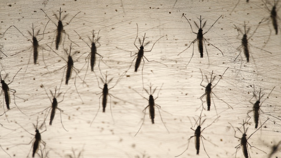 Mosquitos Aedes aegypti