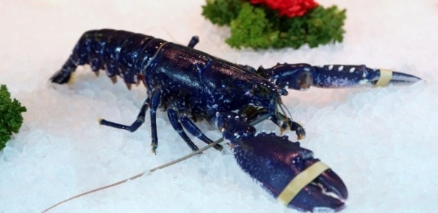 Espécie rara de lagosta foi considerada bonita demais para terminar na panela - Reprodução