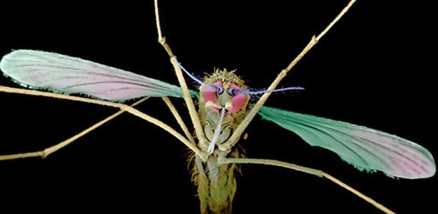 Mosquitos são os vetores da transmissão da malária - Science Photo Library