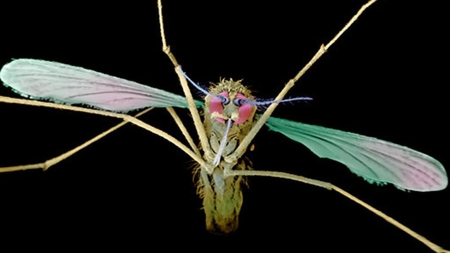 Mosquitos são os vetores da transmissão da malária - Science Photo Library