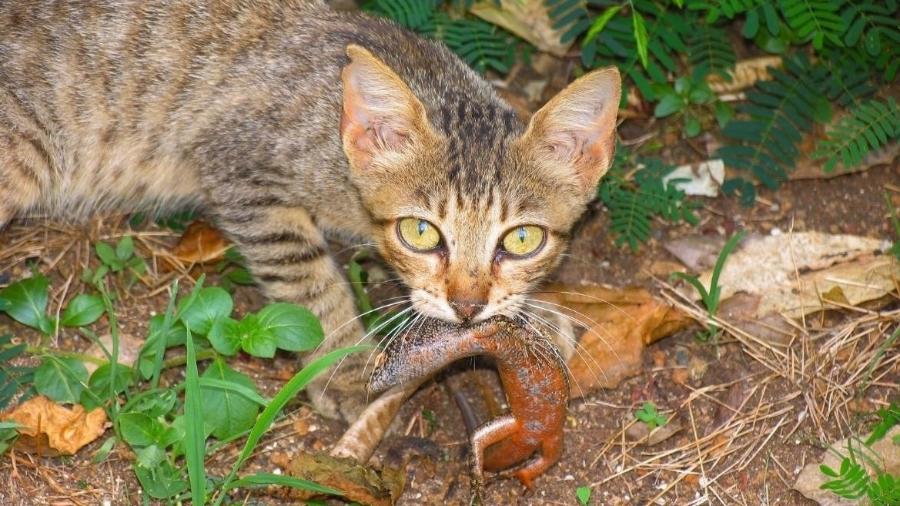 Gato feral predando uma mabuia, lagarto que só existe em Fernando de Noronha - Divulgação