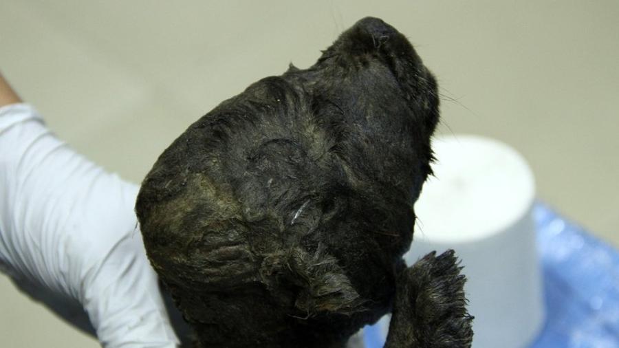 Cachorro-lobo de 18 mil anos que intriga os cientista - Love Dalen