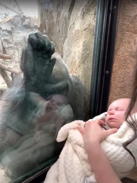 Mãe gorila encantou a web ao ficar observando bebê humano - Reprodução/Youtube